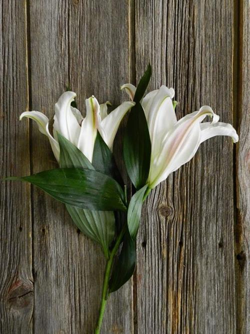 ZAMBESI  WHITE OT HYBRID ORIENTAL LILIES